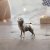 Mops miniatyr av brons Butler & Peach