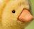 Anka mjukisdjur Dorit Duckling JellyCat