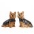 Yorkshireterrier salt & pepparkar