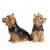 Yorkshireterrier salt & pepparkar