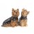 Yorkshireterrier salt & pepparkar