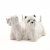 West highland white terrier salt & pepparkar