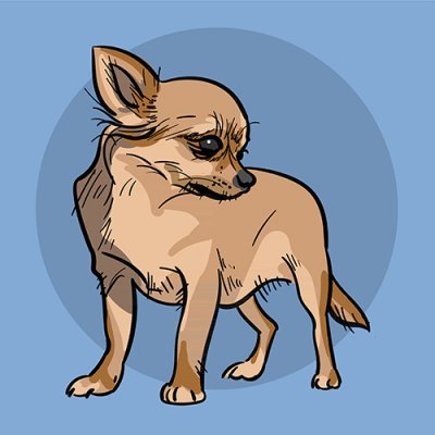Chihuahua (korthårig) 1 BK
