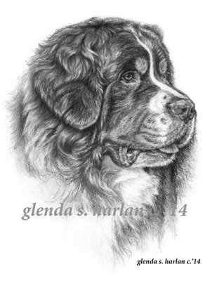 Berner sennenhund 1 Glenda