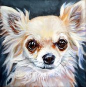 Chihuahua (långhårig) 1 Lee Ann