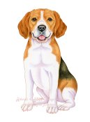 Beagle 3 Tomoyo