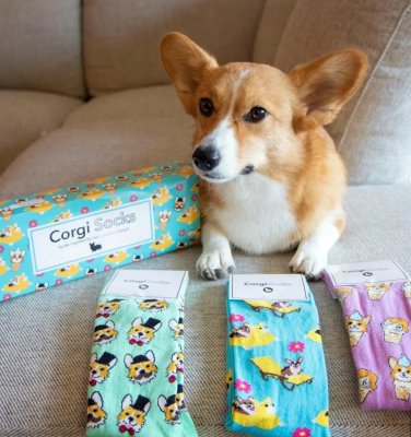 Welsh corgi pembroke strumpor 3-pack i presentask one size Celebrity Doggos