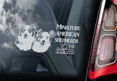 Miniature American Shepherd bildekal V1 - on board