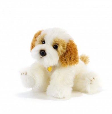Cavachon gosedjur