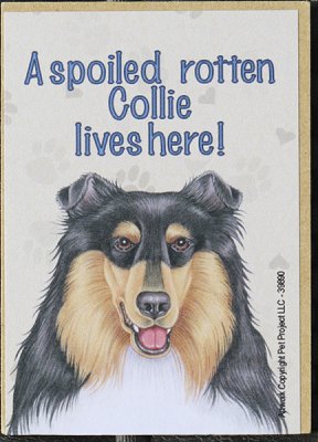 Collie- magnet