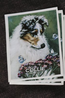 Collie- bildekaler Lee Ann 8