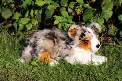 Australian shepherd mjukisdjur 43 cm CD