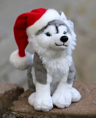 Siberian husky gosedjur
