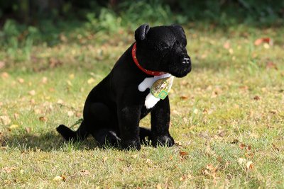 Staffordshire bullterrier gosedjur