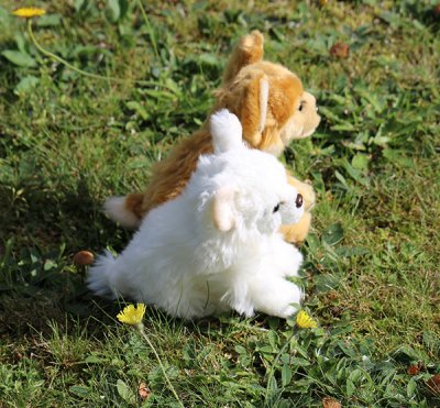Chihuahua (långhårig) mjukisdjur, två färger