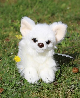 Chihuahua (långhårig) mjukisdjur, två färger