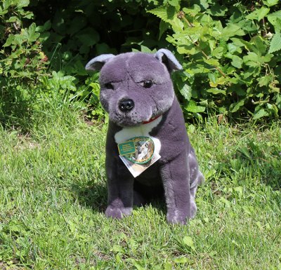 Staffordshire bullterrier mjukisdjur Storm Bocchetta