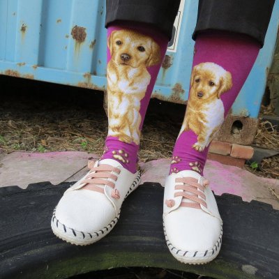 Labrador retriever (gul) strumpor Masterpiece JHJ