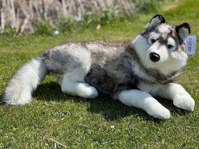 Husky gosedjur