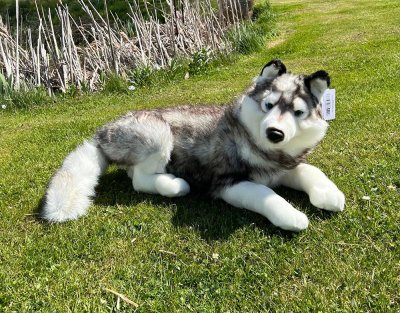 Siberian husky mjukisdjur 71 cm UNI