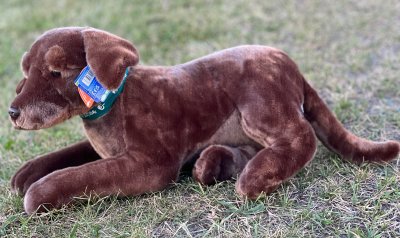 Labrador retriever (brun) mjukisdjur Giant LN u