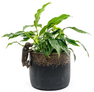 Tax (korthårig) Pot Buddy 1-pack