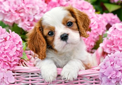 Pup in pink flowers pussel 500 bitar