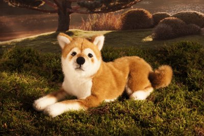Kösen Shiba