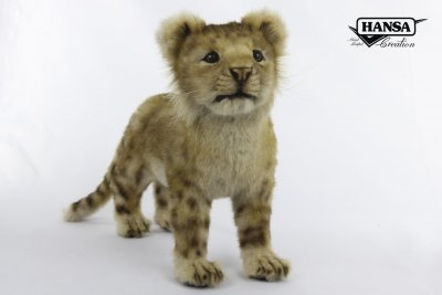 Hansa Lion cub standing 7893