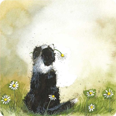 Border collie and Daisies glasunderlägg Alex Clark 2-pack