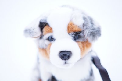 Australian shepherd mjukisdjur med koppel UNI