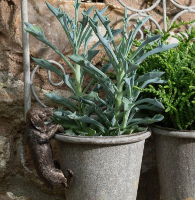 Tax (korthårig) Pot Buddy 1-pack