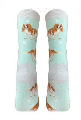 Cavalier king charles spaniel strumpor 1-pack ES