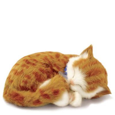 Katt som andas perfect petzzz