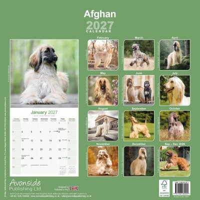 Afghanhund väggkalender 2027
