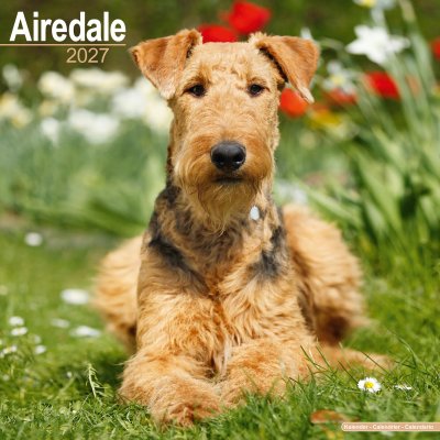Airedaleterrier väggkalender 2027