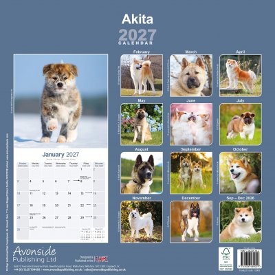 Akita / American akita väggkalender 2027