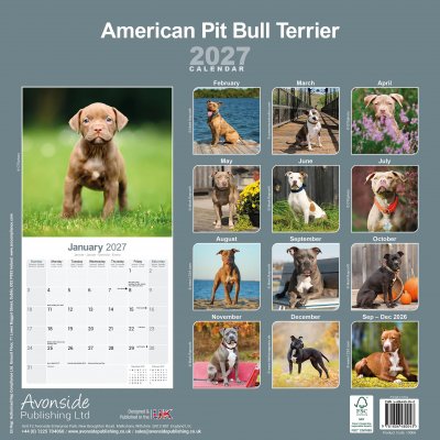 Amerikansk pitbullterrier väggkalender 2027
