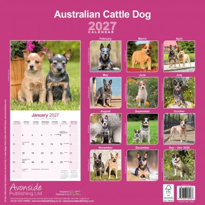 Australian cattledog väggkalender 2027