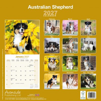 Australian shepherd väggkalender 2027