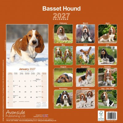 Basset hound väggkalender 2027