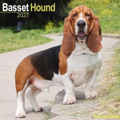 Basset hound väggkalender 2027