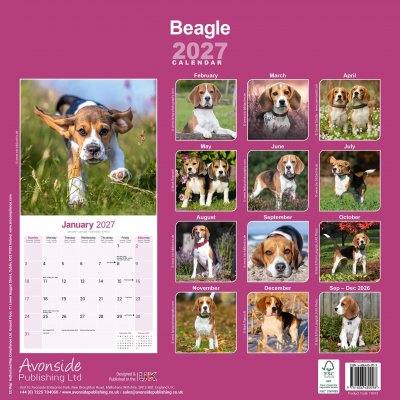 Beagle väggkalender 2027