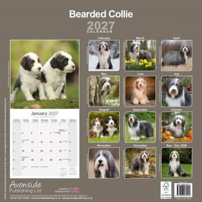 Bearded collie väggkalender 2027