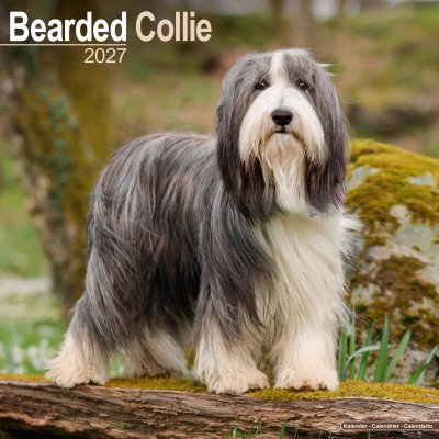 Bearded collie väggkalender 2027