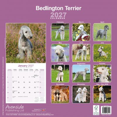 Bedlingtonterrier väggkalender 2027