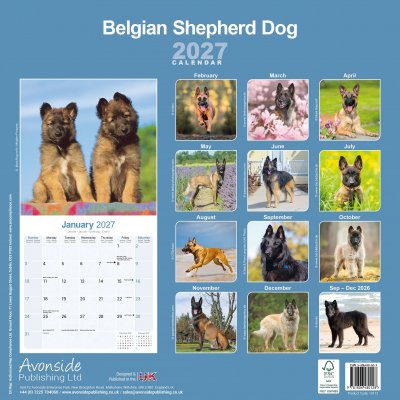 Belgisk vallhund väggkalender 2027