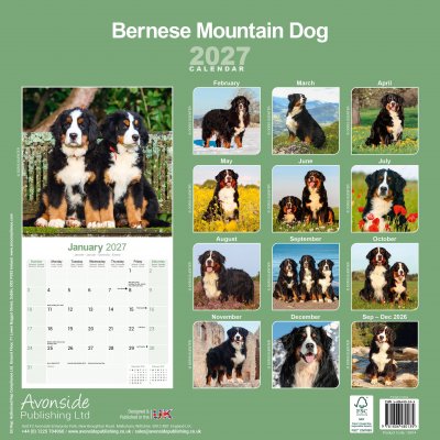 Berner sennenhund väggkalender 2027