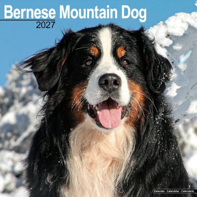 Berner sennenhund väggkalender 2027