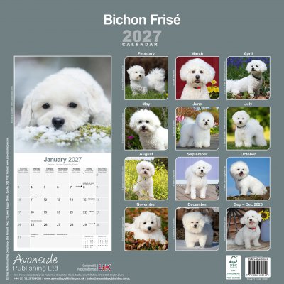 Bichon frisé väggkalender 2027